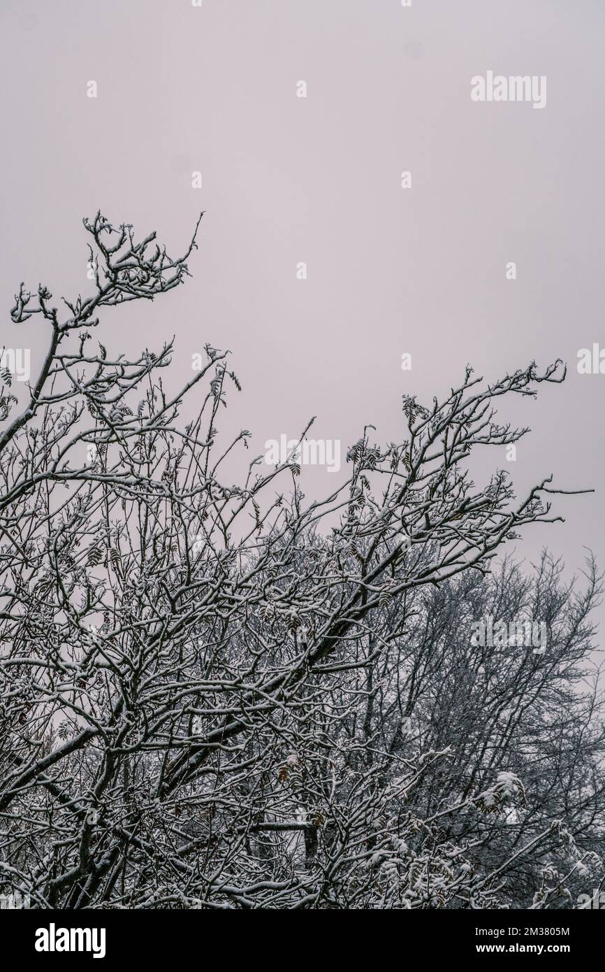 Trees In Winter With Snow And No Leaves On A Bleak Grey Day In England UK Stock Photo