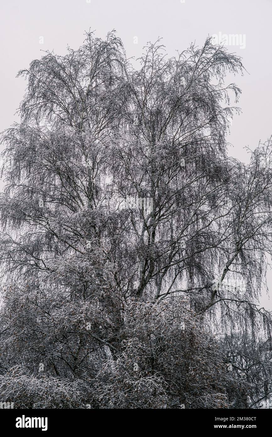 Trees In Winter With Snow And No Leaves On A Bleak Grey Day In England UK Stock Photo