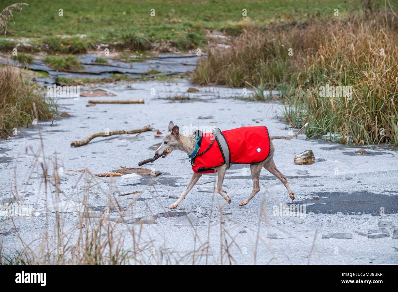 Whippet dog wearing a red winter jacket and walking on a frozen pond