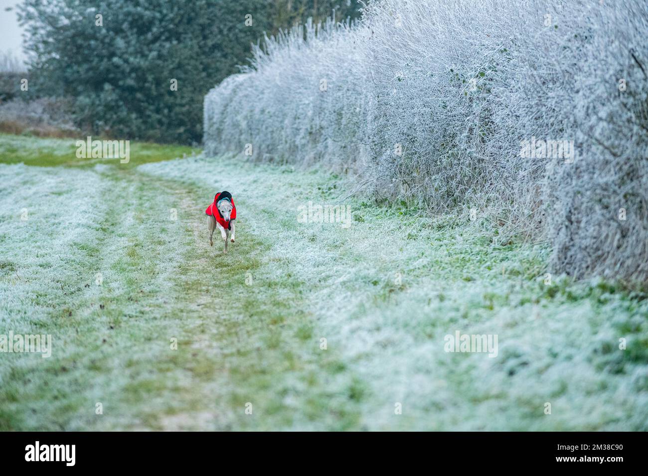 Whippet dog wearing a red winter jacket Stock Photo Alamy