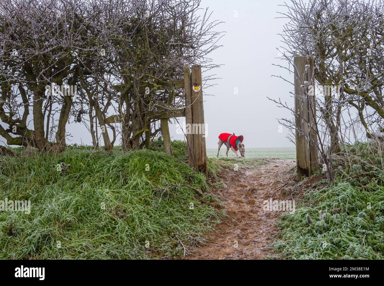 Whippet dog wearing a red winter jacket Stock Photo Alamy