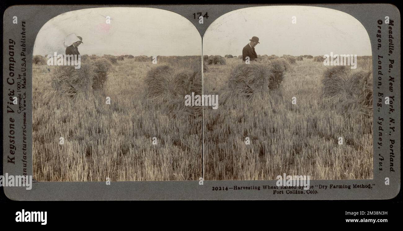 Harvesting wheat raised by the 'dry farming method,' Fort Collins, Colo