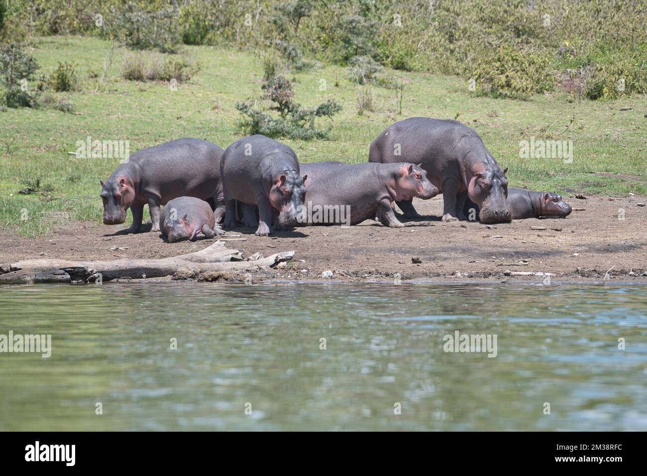 Hippopotamus (Hippopotamus amphibius), at least seven individuals, probably related females and young Stock Photo