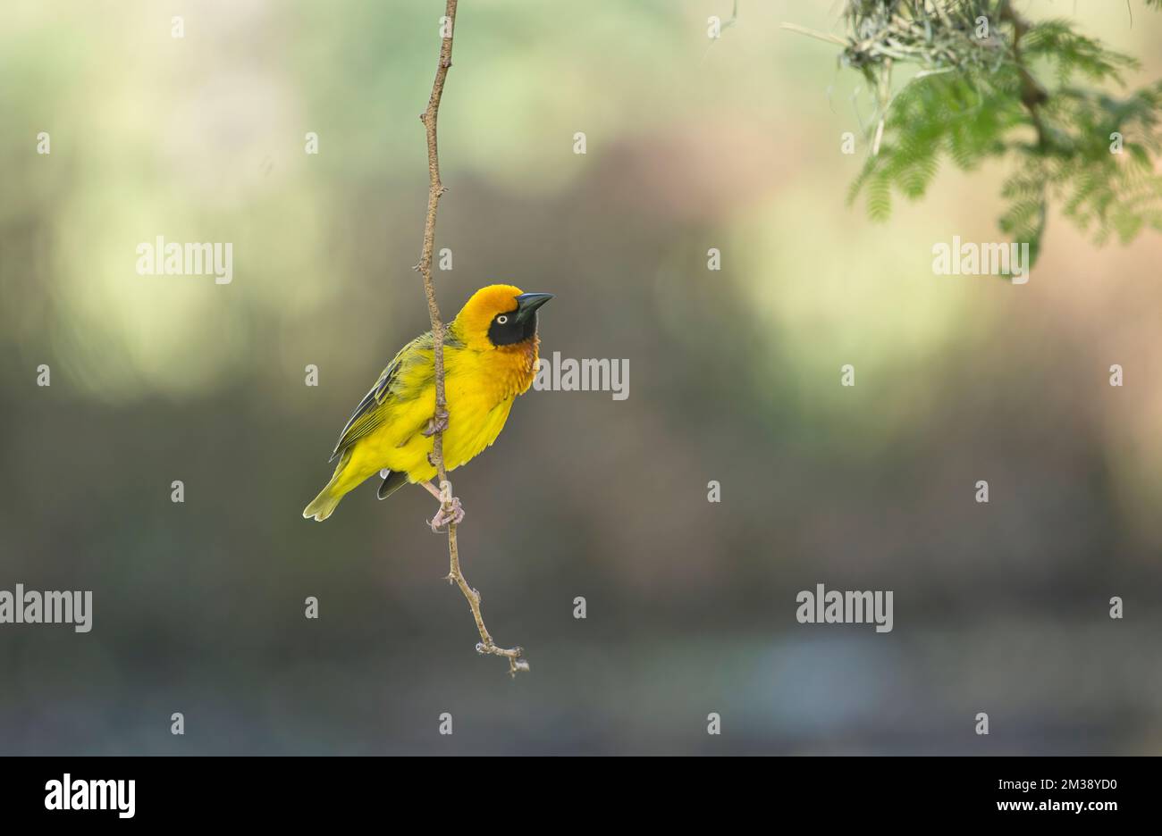 Speke's weaver (Ploceus spekei), male Stock Photo