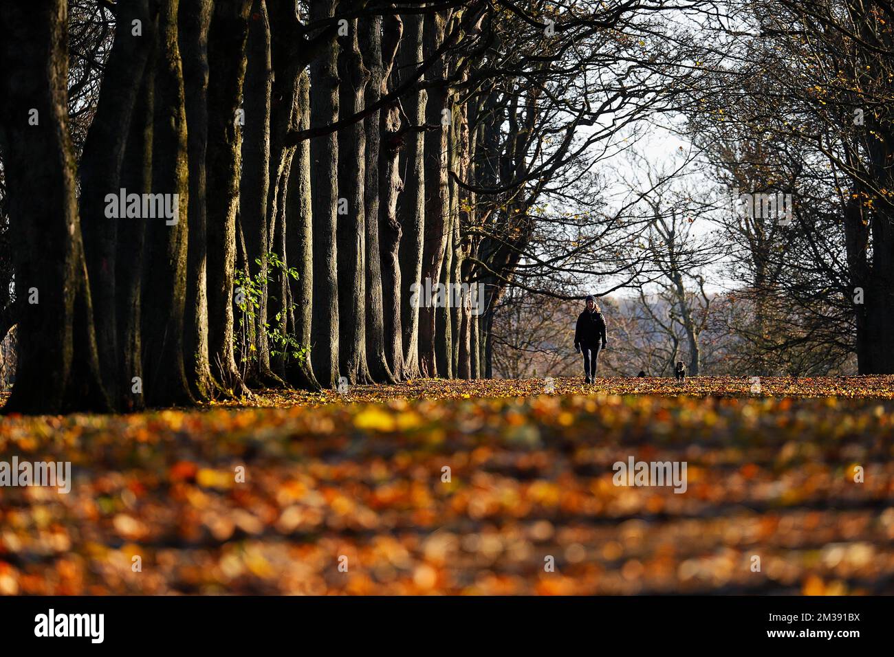 An avenue of trees in Autumn at Temple Newsam Estate in Leeds,Wes