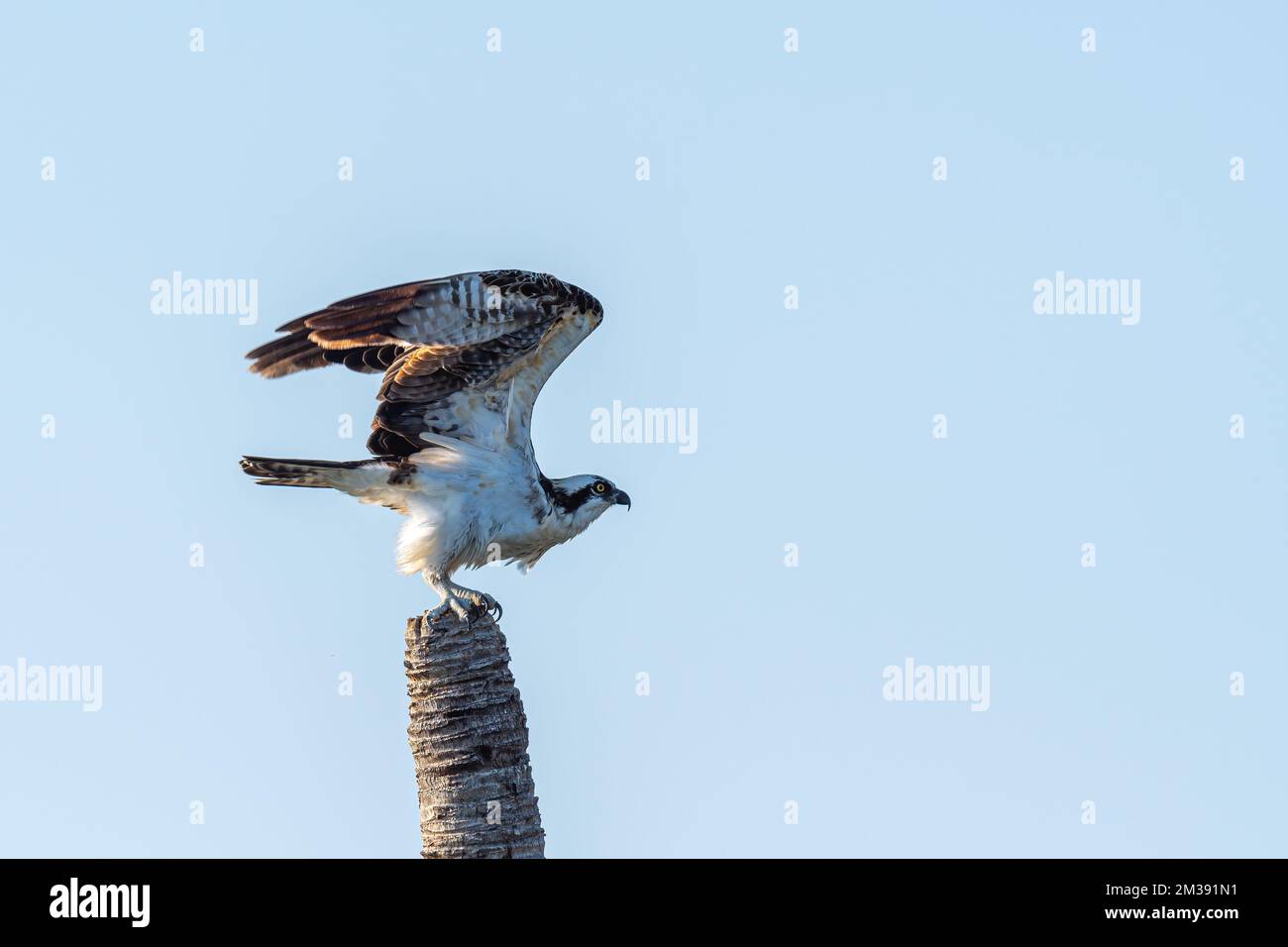 An Osprey (Pandion haliaetus) about to take off from a dead Palm Tree