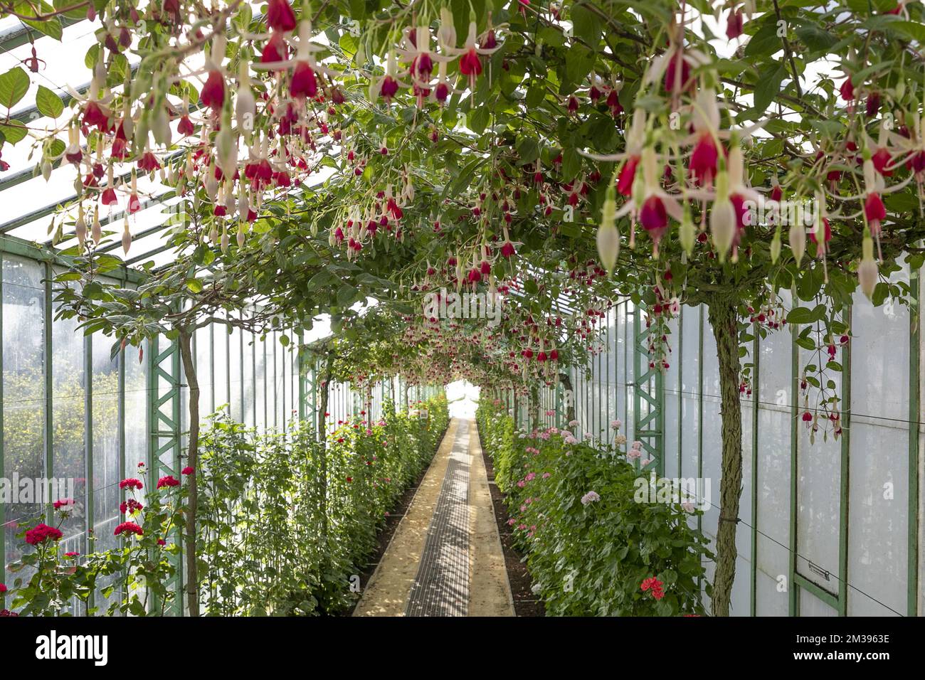 Illustration shows a press visit to the greenhouses of the Royal castle