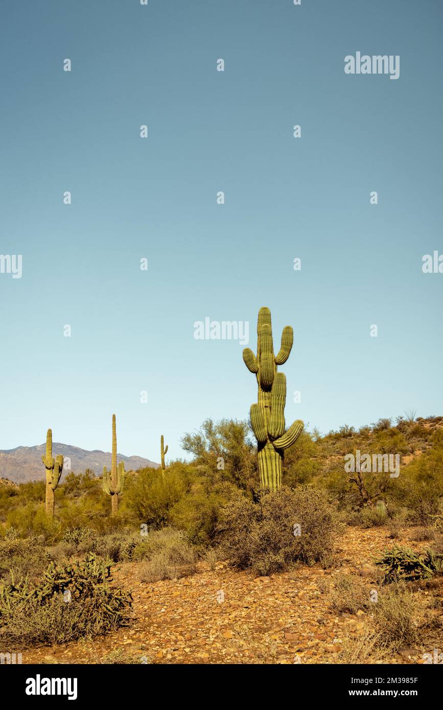 Single main saguaro cactus standing prominently in the Sonoran desert ...