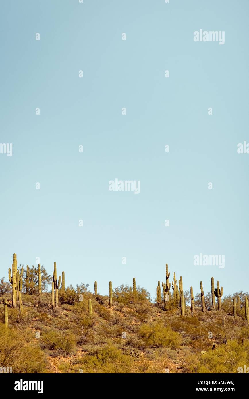 Group of saguaro cacti standing prominently in the sanoran desert near ...