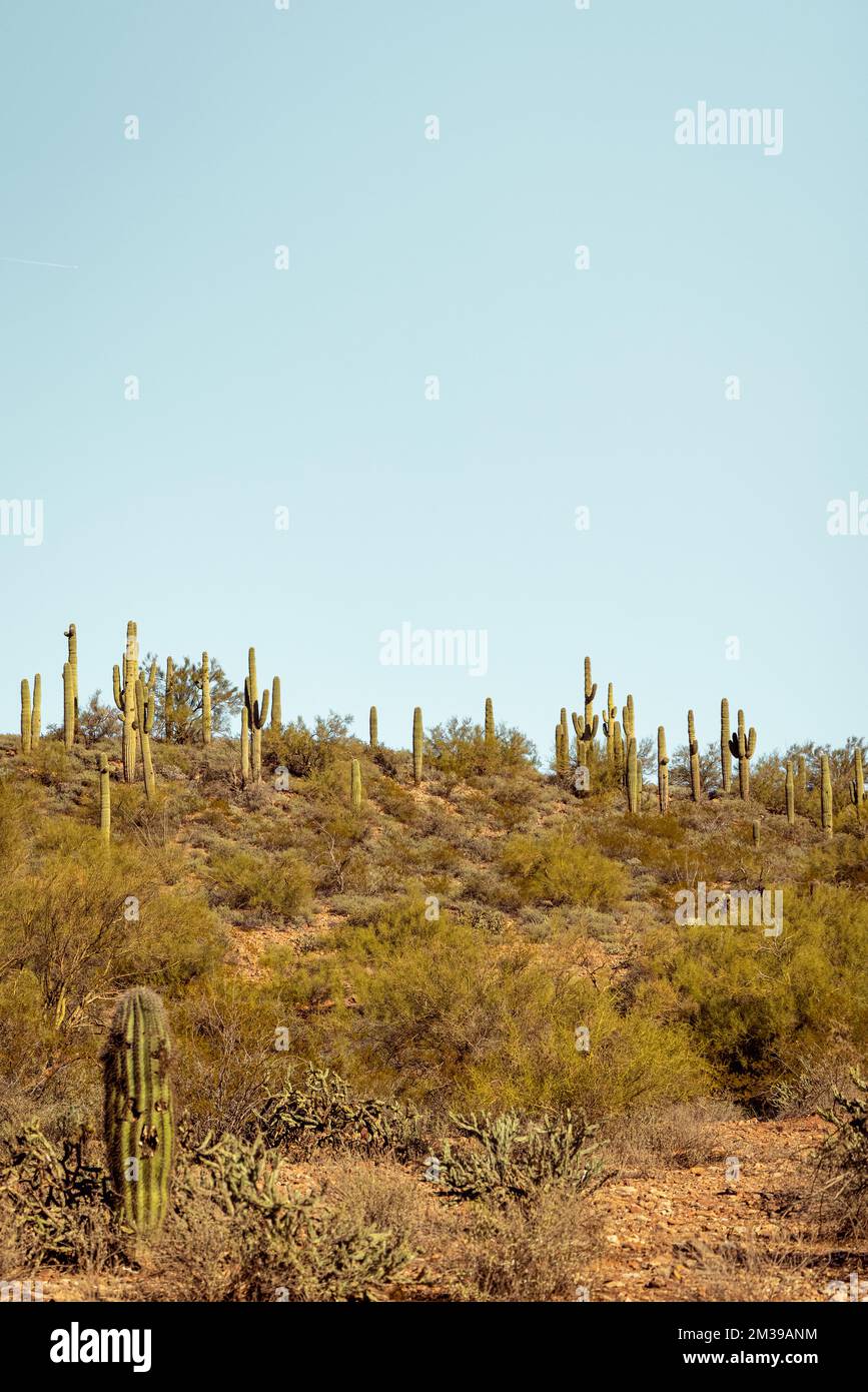 Group of saguaro cacti standing prominently in the sanoran desert near phoenix arizona southwestern united states. Stock Photo