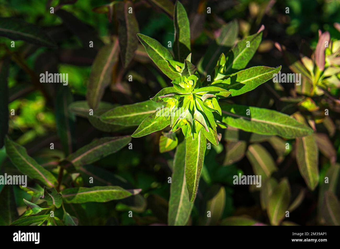 Sweet Spurge 'Chameleon‘, Euphorbia dulcis, flowering in Pruhonice, Czech Republic on May 4, 2022.  (CTK Photo/Libor Sojka) Stock Photo