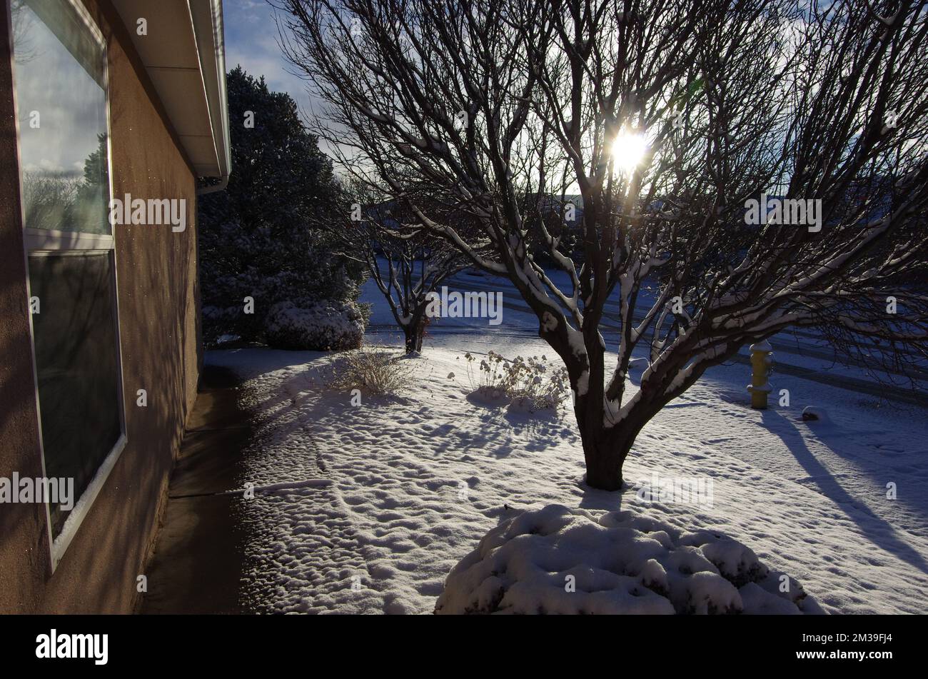 Snowfall on christmas day tree hi-res stock photography and images - Alamy