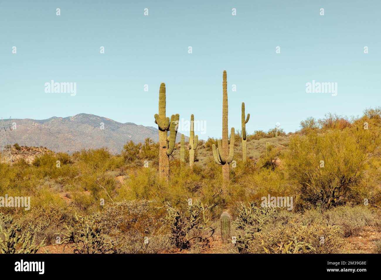 Group of saguaro cacti standing prominently in the sanoran desert near ...