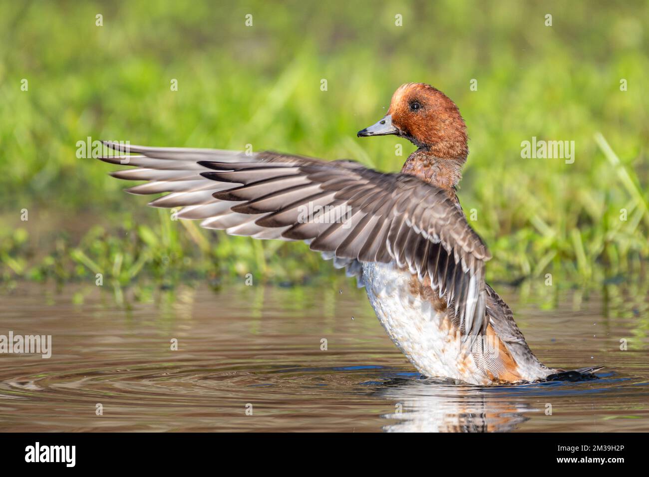 Wigeon Duck (Anas Penelope) on a lake. The bird is a young drake moulting into its male plumage Stock Photo