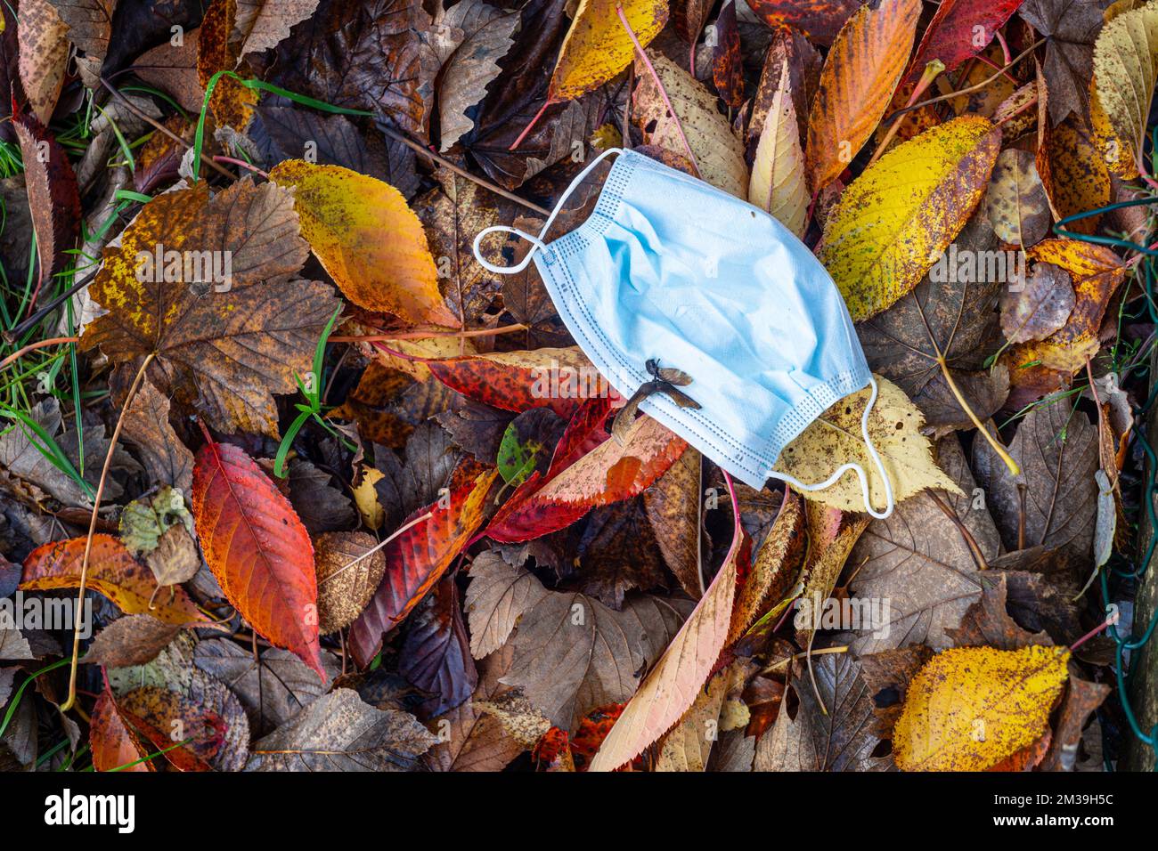 Blue medical face mask discarded on leaves in autumn or fall colour Stock Photo