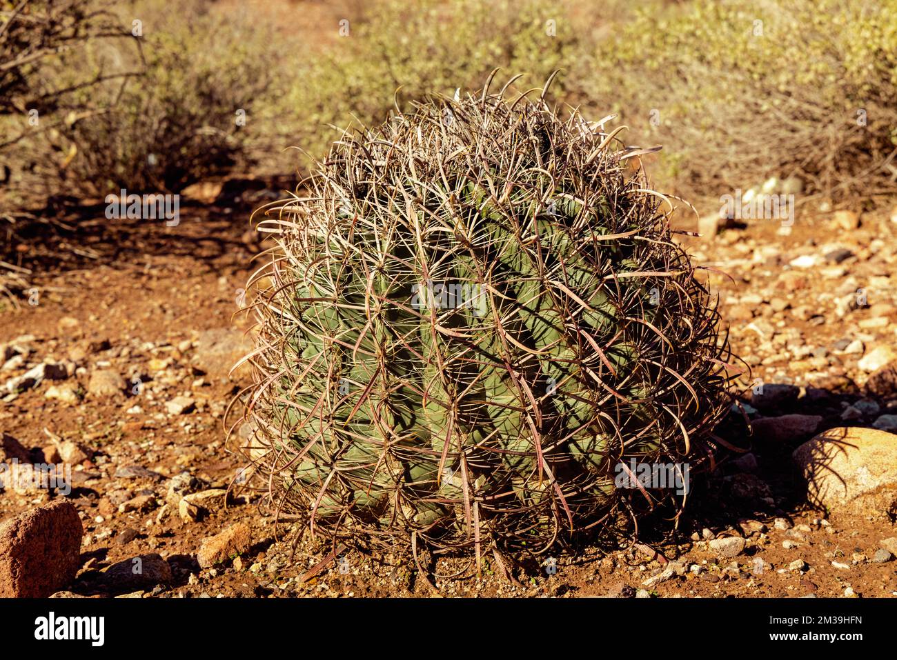 Small baby saguaro cacti sitting in the sanoran desert near phoenix arizona southwestern united states. Stock Photo