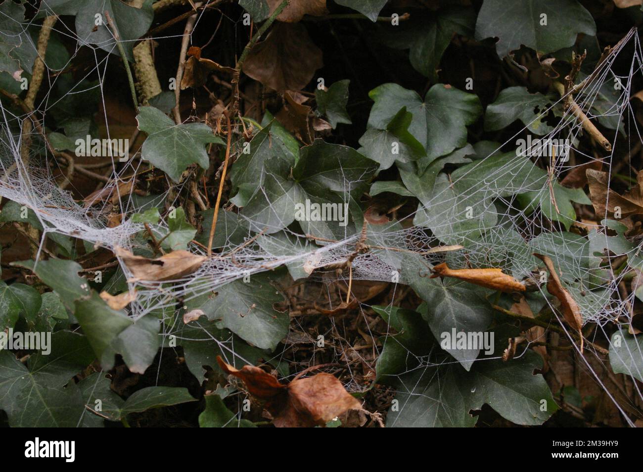 Frozen Spiders Web Stock Photo