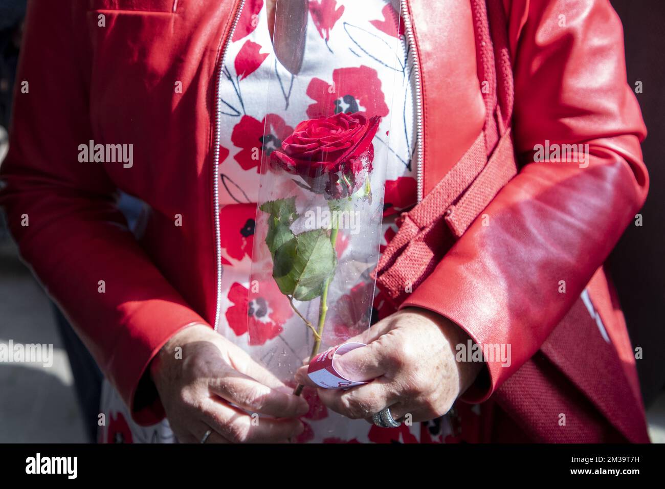 Illustration picture shows a red rose during the meeting of Vooruit, Flemish socialists in Sint-Niklaas, on the first of May, Labour Day, the International Workers' Day, Sunday 01 May 2022. BELGA PHOTO NICOLAS MAETERLINCK Stock Photo