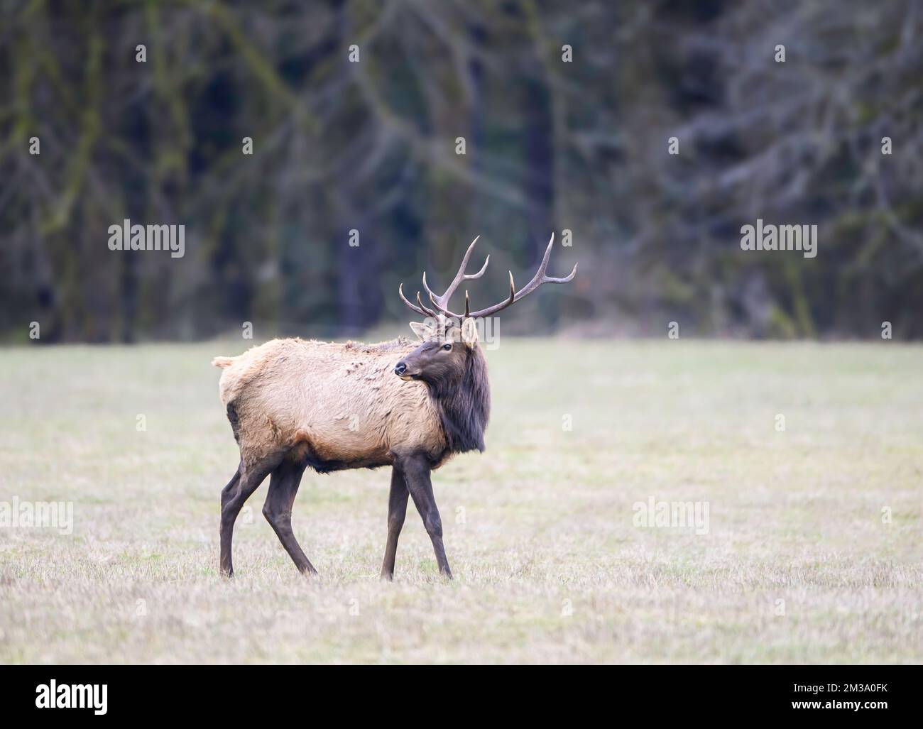 A Roosevelt elk bull in a meadow in the coast range of northern Oregon. Stock Photo