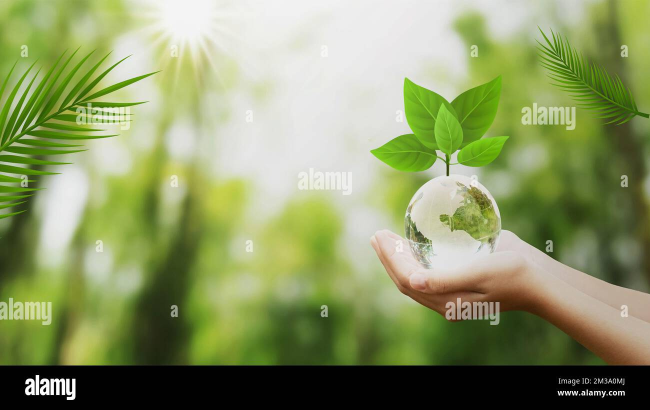 Hands holding earth globe tree in hi-res stock photography and images ...