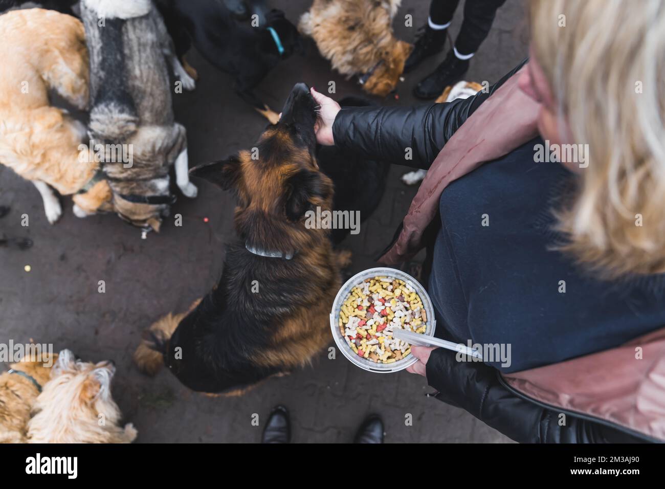 Top view of caucasian person holding bowl of snacks for dogs and giving one snack to German shepherd. Private shelter for homeless dogs. High quality photo Stock Photo