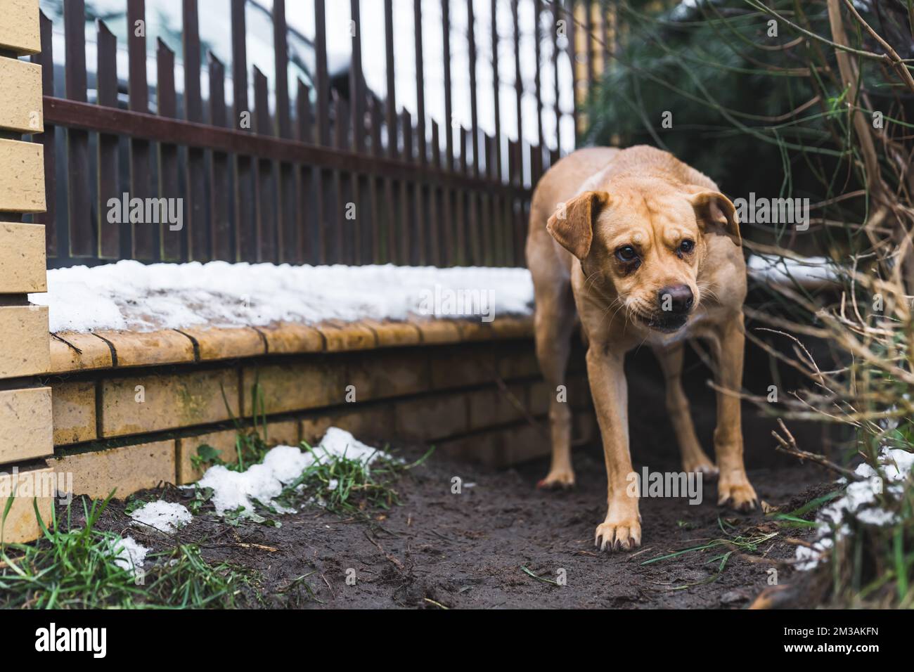 Angry wary medium mixed-breed dog hiding next to dog shelter fence behind the trees and looking at something outside the shot. High quality photo Stock Photo