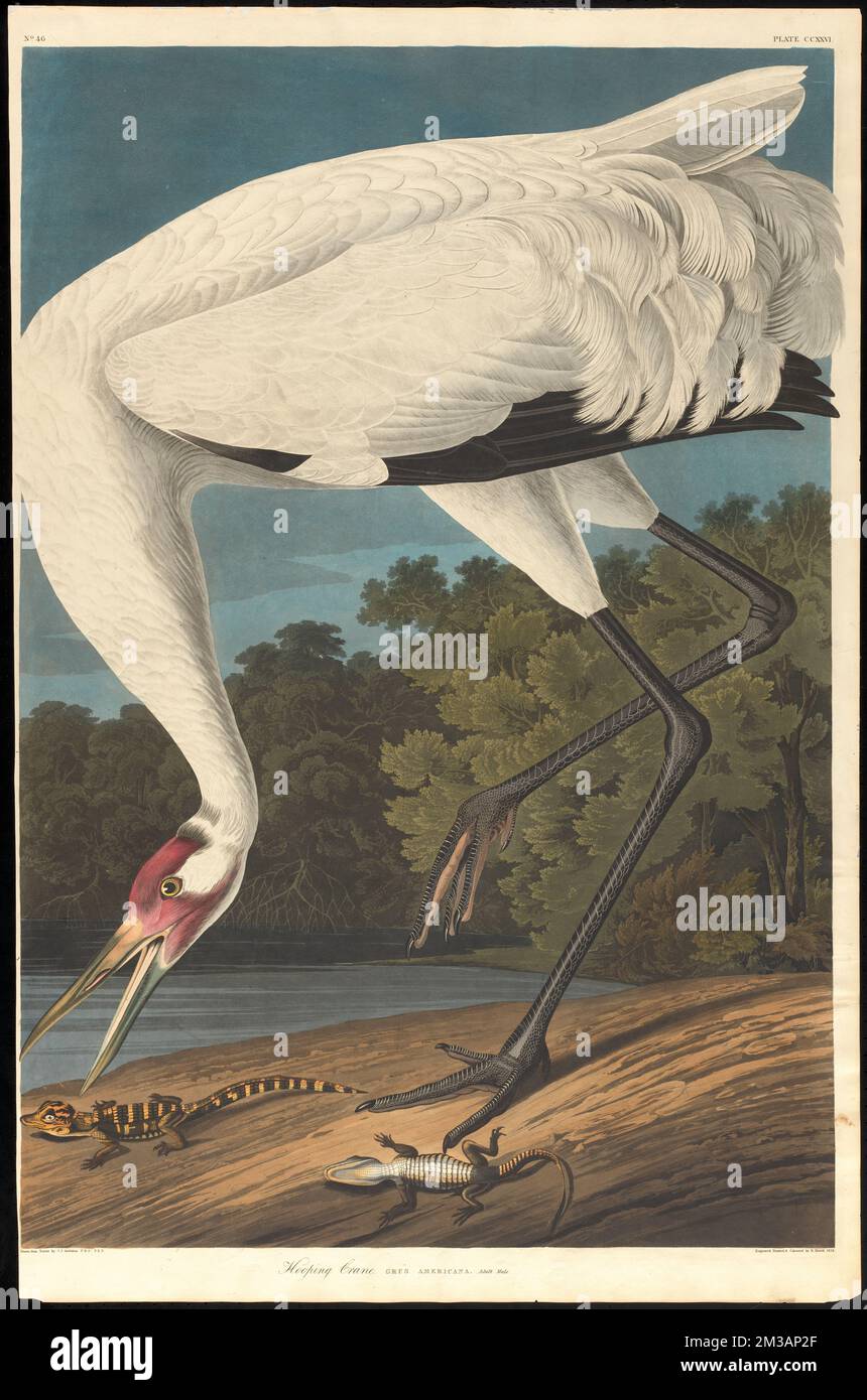 Hooping crane : Grus Americana. Adult male. c.1 v.3 plate 226 , Cranes Birds, Alligators, Whooping crane. The Birds of America- From Original Drawings by John James Audubon Stock Photo