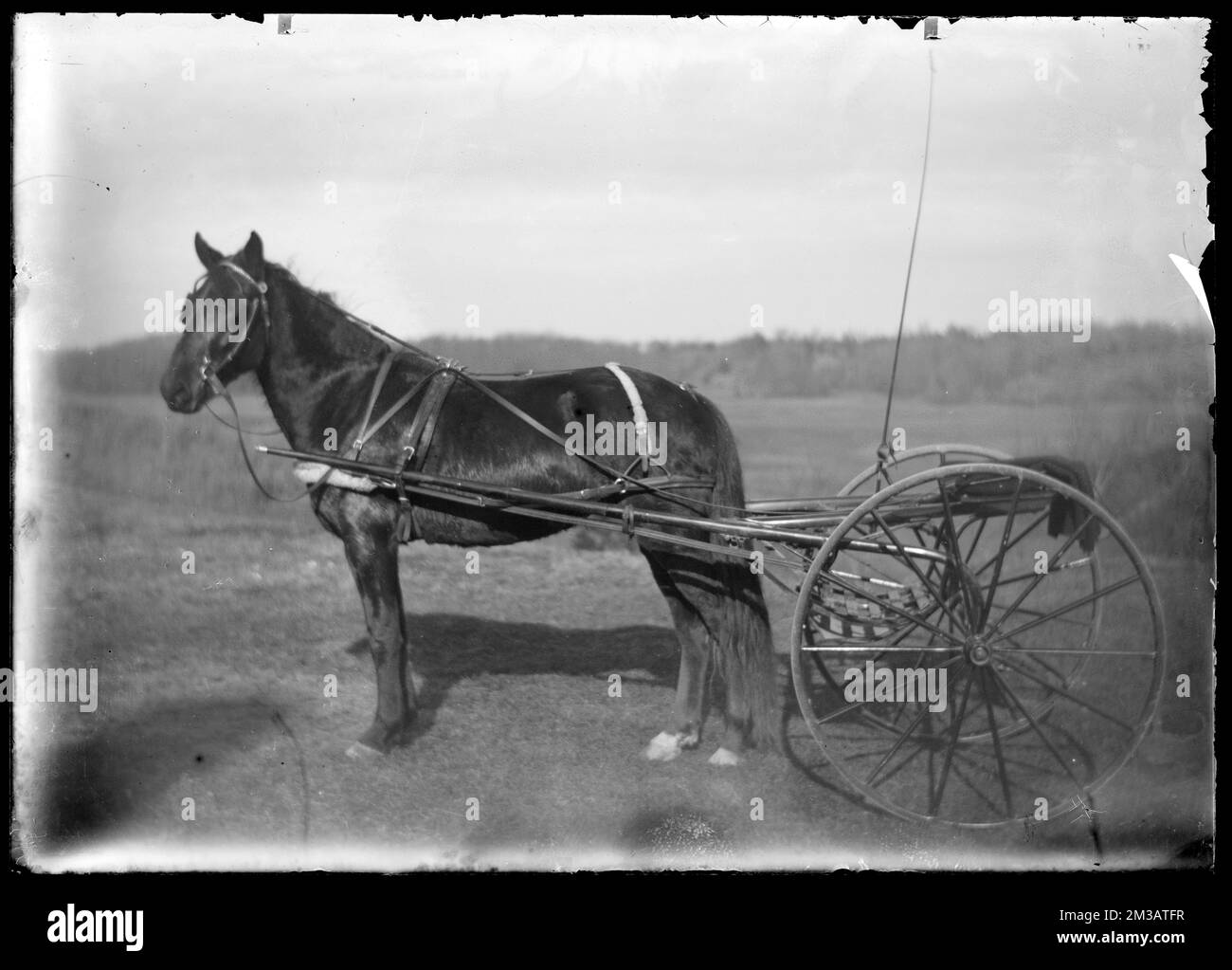 Horse and twowheeled cart , Horses. Hingham Public Library Glass Slide