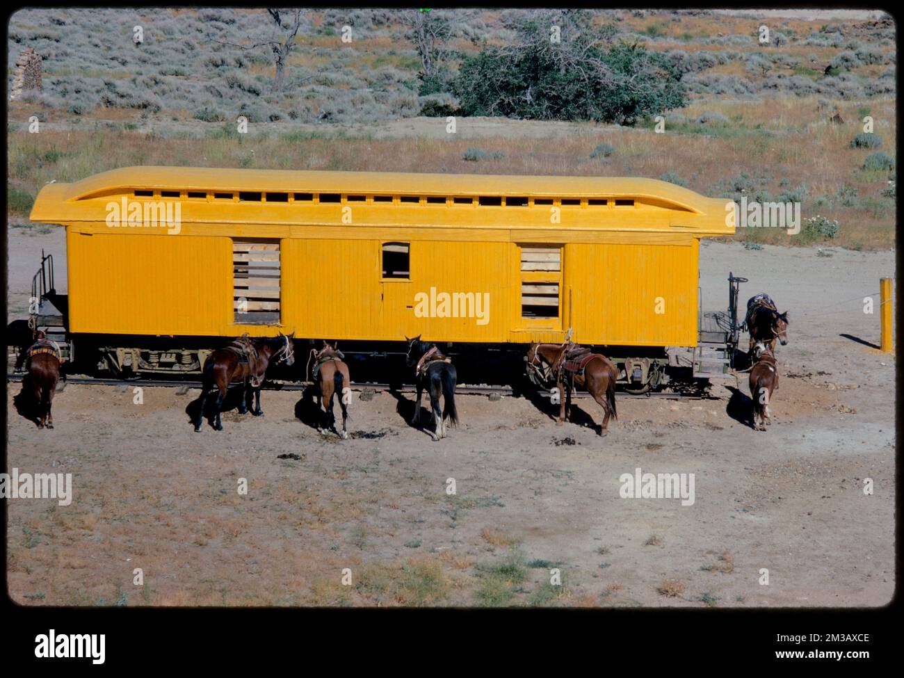 Horses standing next to yellow train car, likely Nevada , Horses, Railroad cars. Edmund L. Mitchell Collection Stock Photo