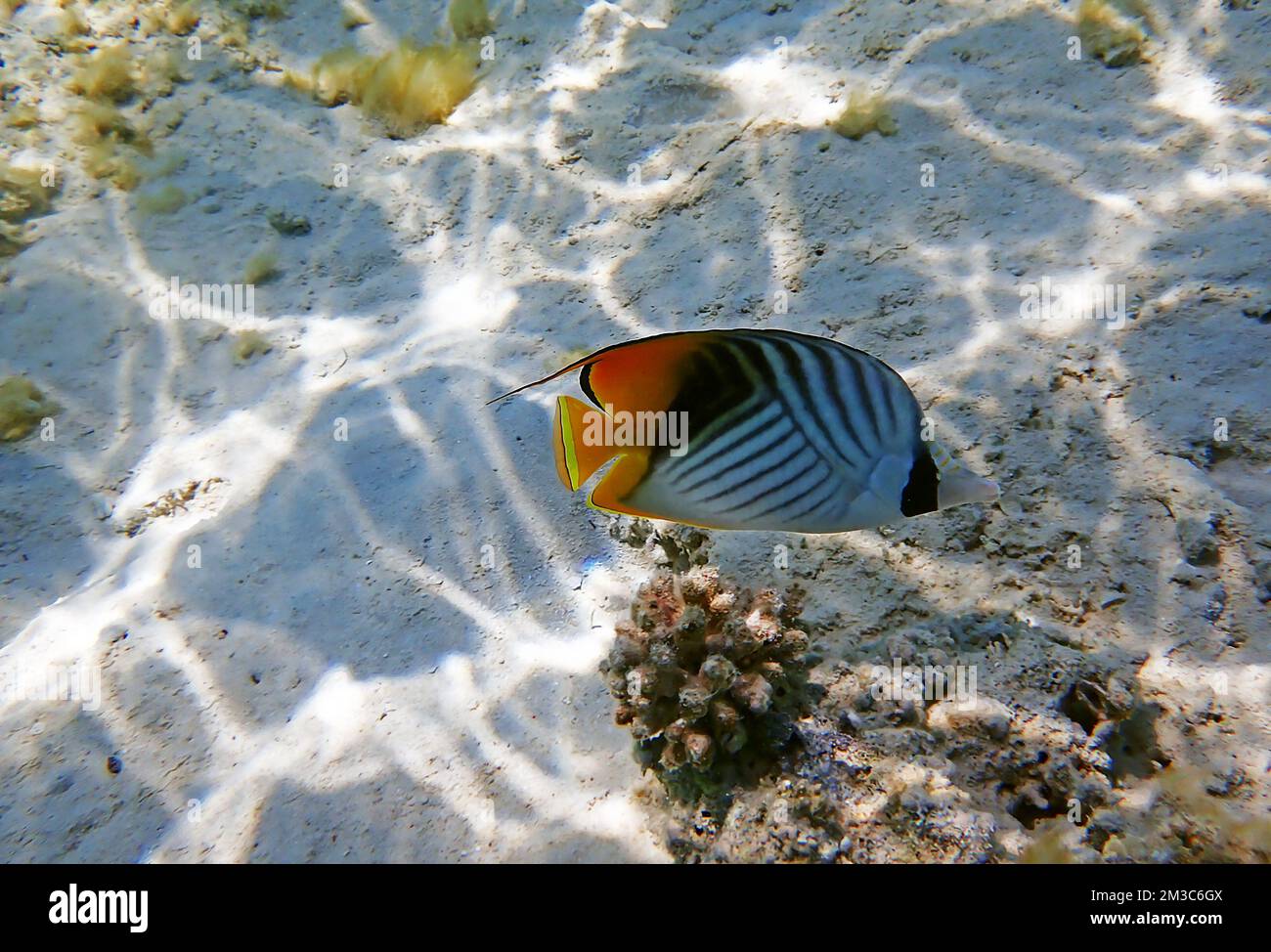 The threadfin butterflyfish - (Chaetodon auriga) Stock Photo