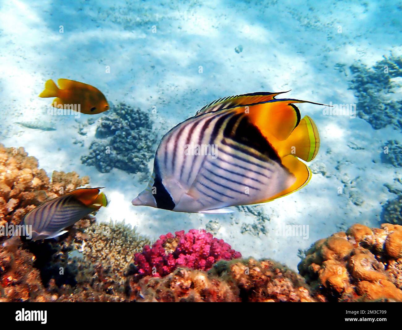 The threadfin butterflyfish - (Chaetodon auriga) Stock Photo