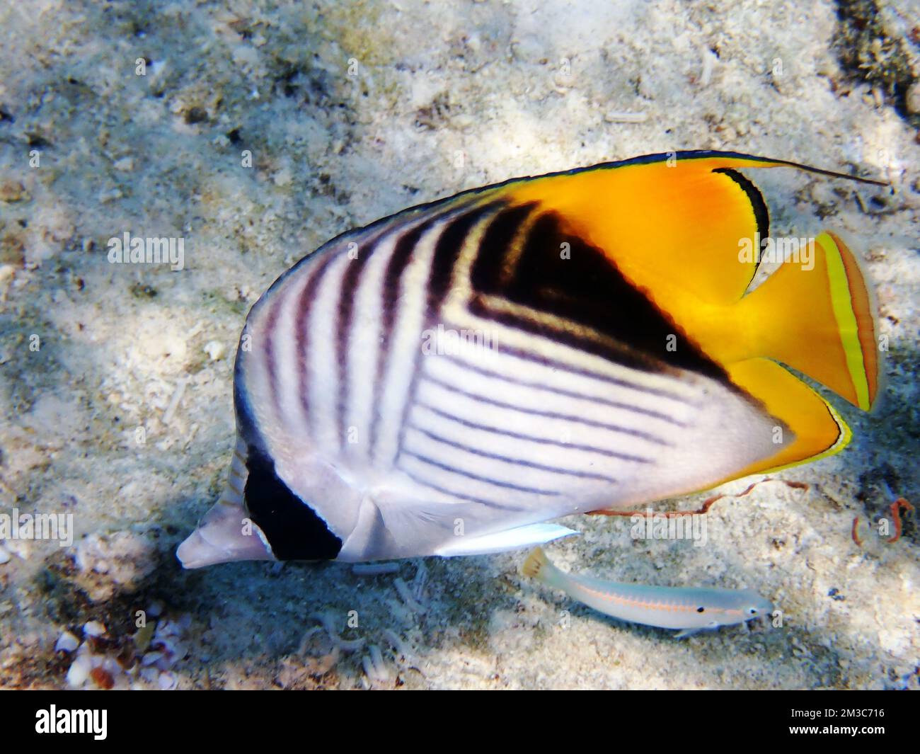 The threadfin butterflyfish - (Chaetodon auriga) Stock Photo