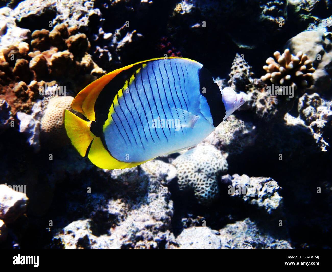 The lined butterflyfish (Chaetodon lineolatus Stock Photo Alamy