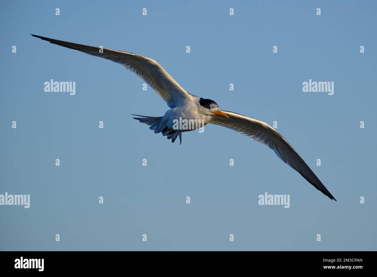 Fairy Tern Above Stock Photo