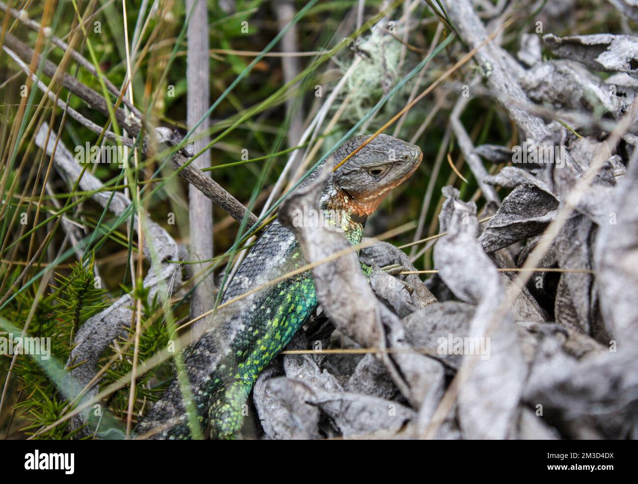 Close up to Multicolor Lizard (Stenocercus cf trachycephalus) over grass in Sumapaz Paramo near to Bogot, Colombia. Stock Photo