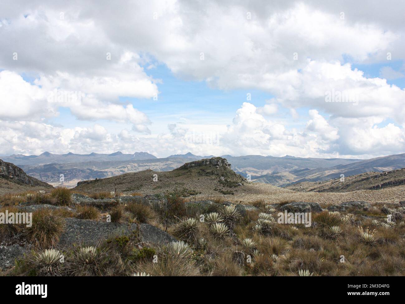 Sumapaz Paramo's Landscape near Bogot. Colombia, with endemic plant 'Frailejones' rock hills and the Andes Mountains with blue sky behind. Stock Photo