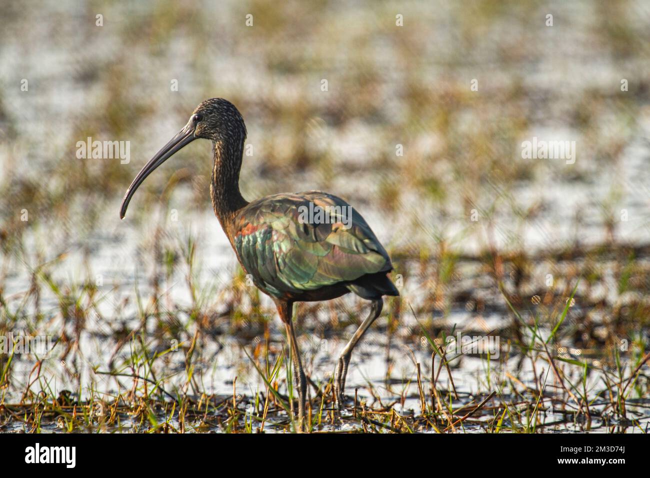 Glossy Ibis at Chilka Bird Sanctuary in Odisha Stock Photo - Alamy