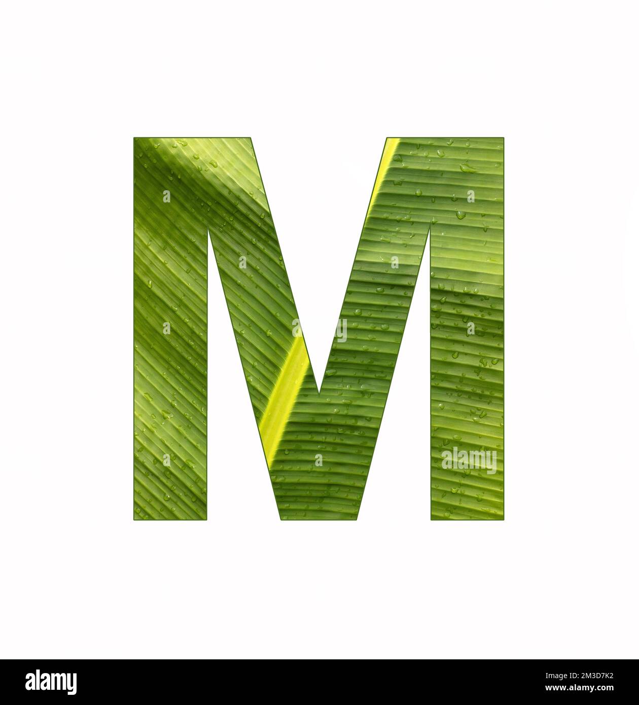 Alphabet Letter M - Banana plant leaf background Stock Photo