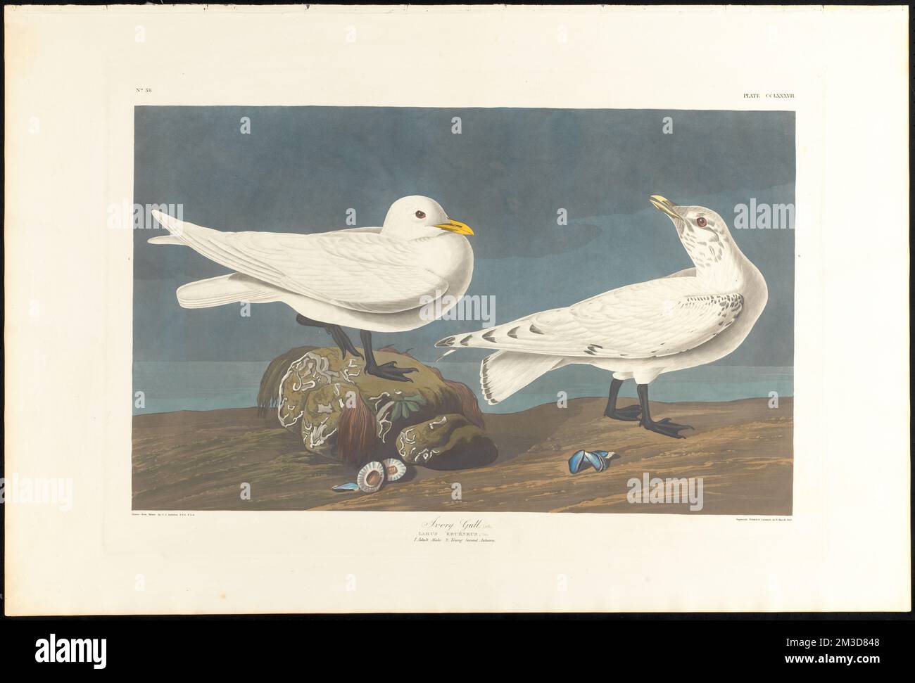 Ivory gull, Lath. : Larus eburneus, Gm. 1. Adult male. 2. Young second autumn. c.1 v.3 plate 287 , Gulls, Ivory gull. The Birds of America- From Original Drawings by John James Audubon Stock Photo