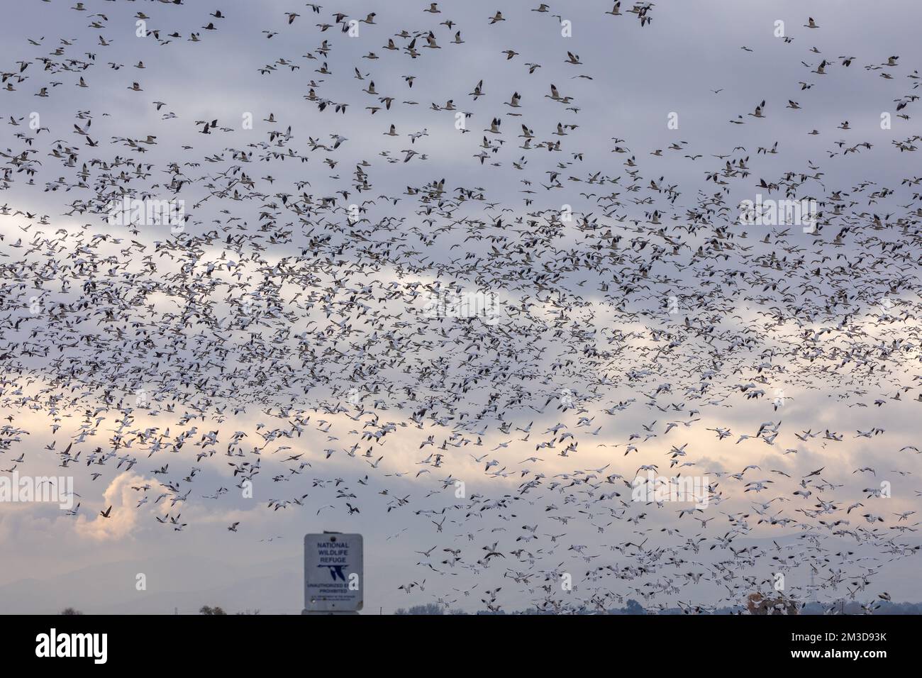 A massive flock of geese take flight at the San Joaquin National Wildlife refuge in the Central Valley of California USA Stock Photo
