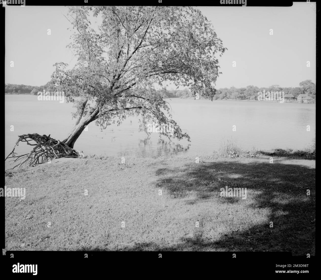 Jamaica Pond. Tree roots all out in open , Trees, Lakes & ponds. Leon