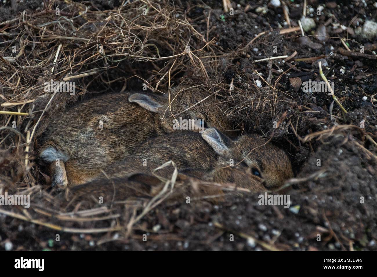 Three bunnies snuggling together Stock Photo Alamy