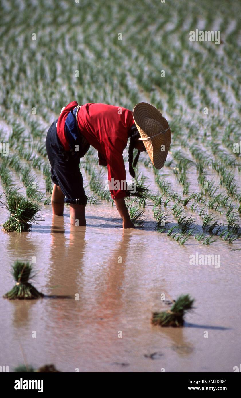 RICE PADDY WORKER NEAR KUNMING IN THE YUNNAN PROVINCE OF CHINA. Stock Photo