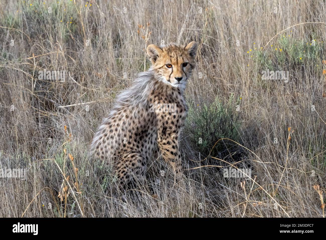 Cheetah Cub Sitting in the Grass on the Savannah Stock Photo