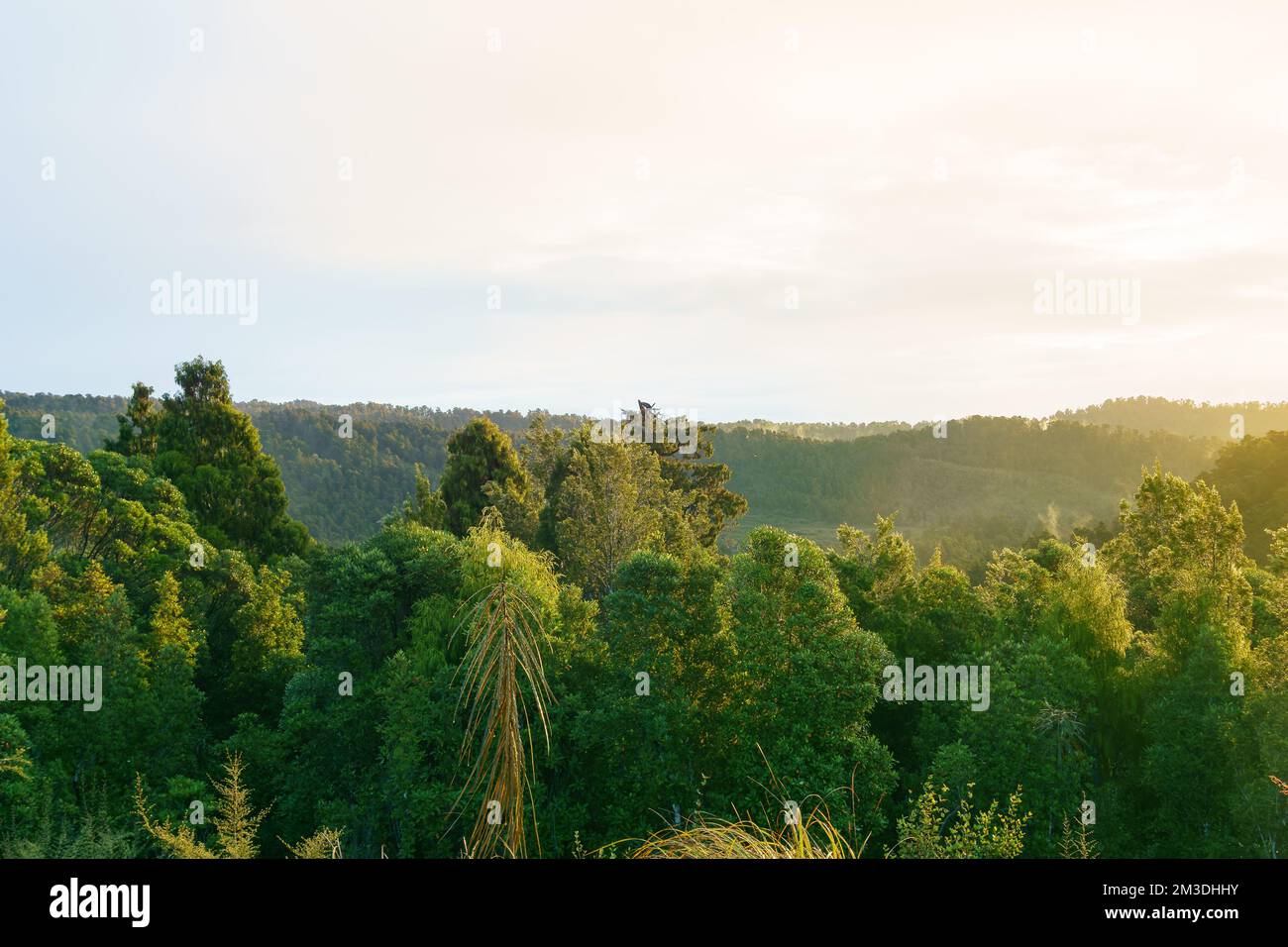 Sunsets over expansive West Coast rain forest in hills behind Okarito. Stock Photo