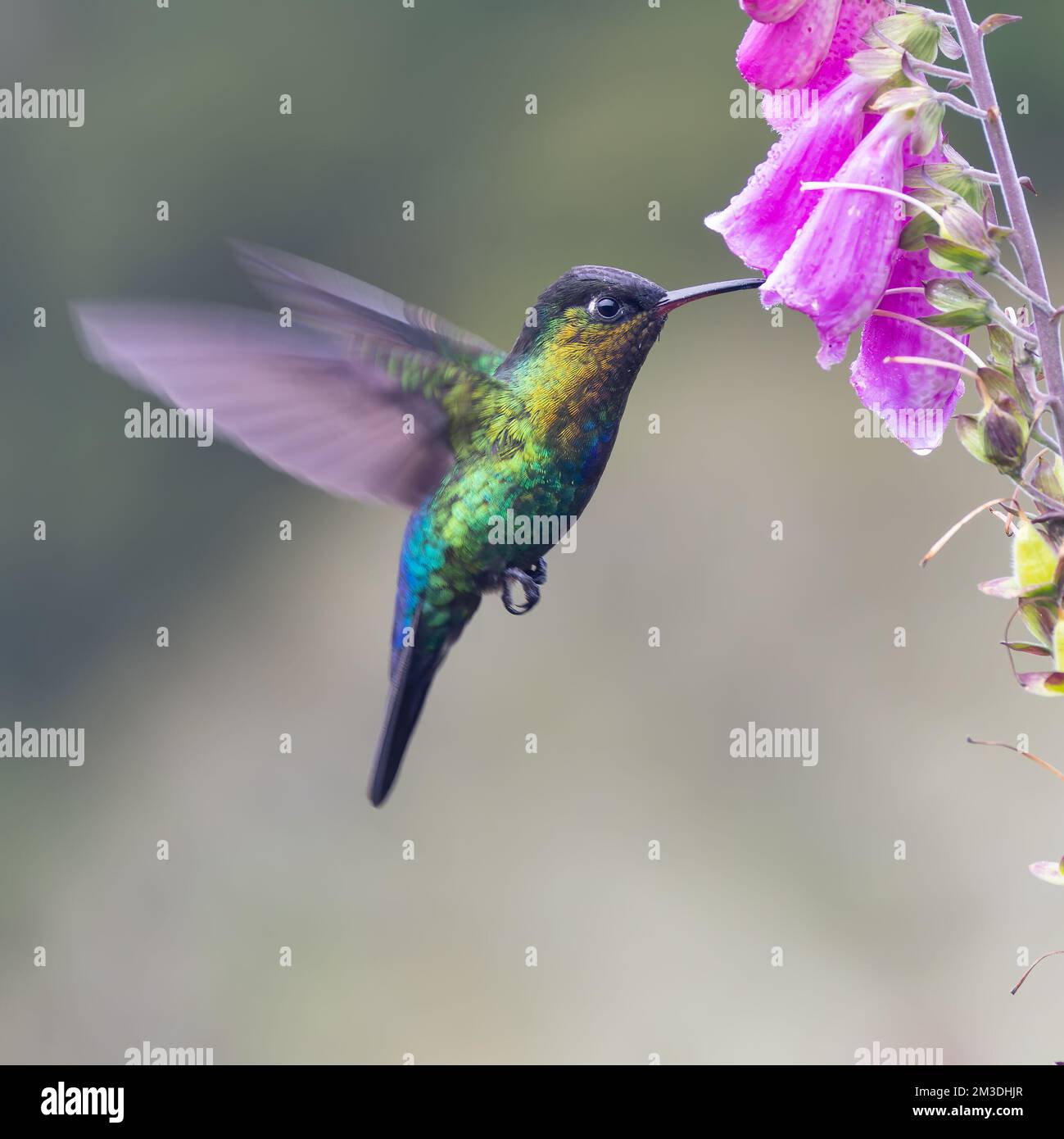 a close shot of a fiery-throated hummingbird feeding on a foxglove ...