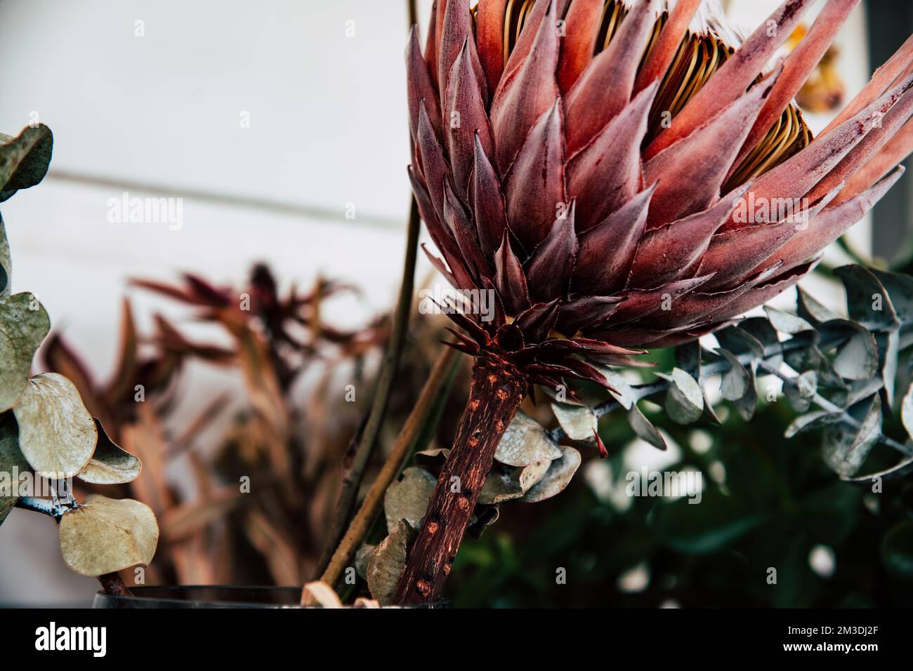 Australian native flowers hires stock photography and images Alamy