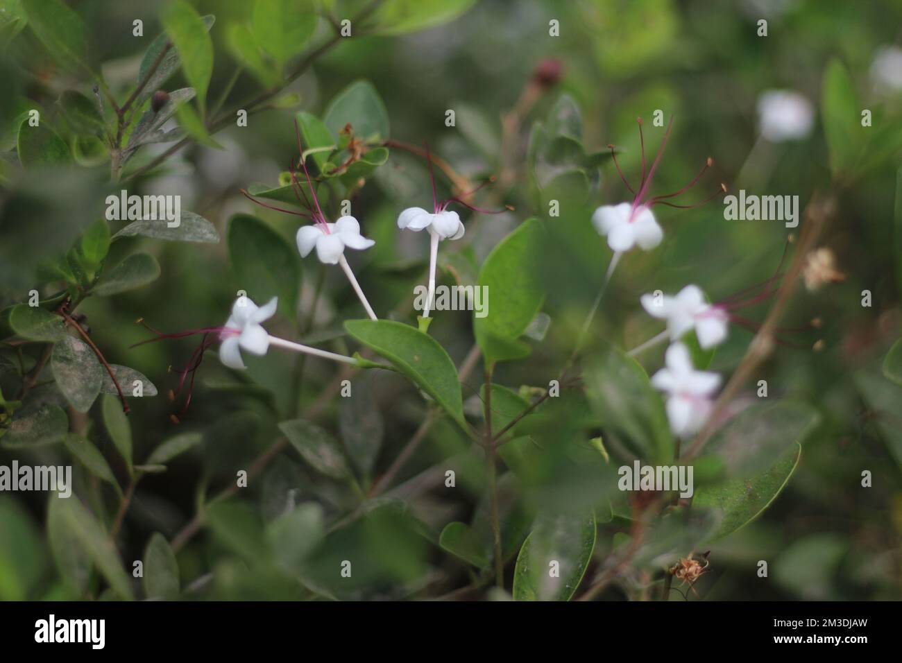 On the bink hi-res stock photography and images - Alamy