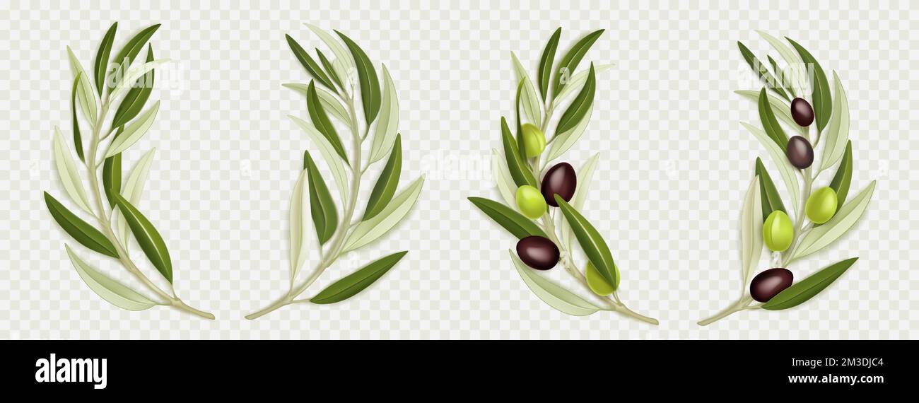 Olive branch wreath with green leaves, black fruits, png set isolated ...