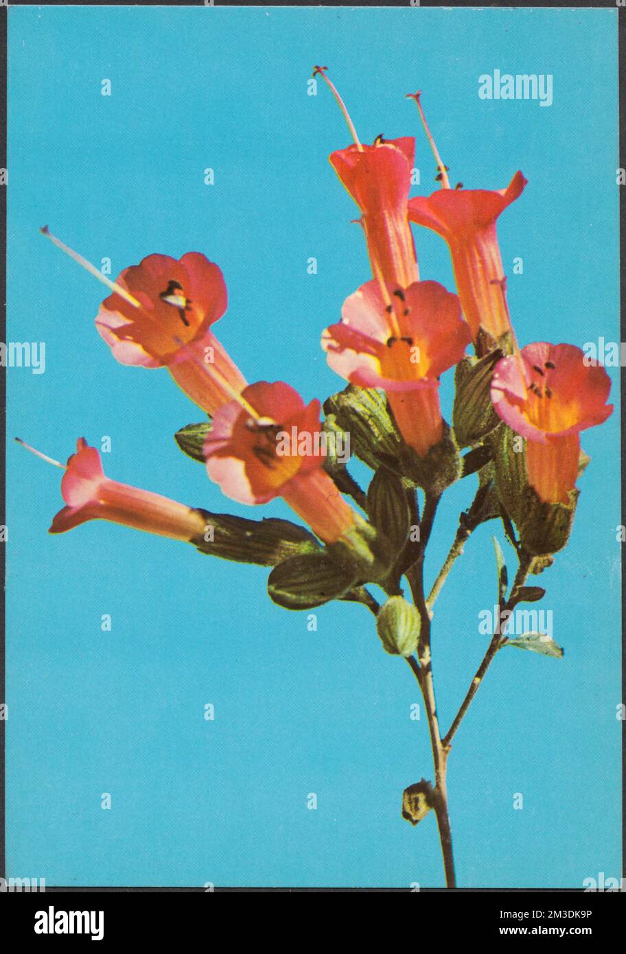Kantuta Flor Simbolica Bolivia Flowers Tichnor Brothers Collection Kantuta Flor Simbolica Bolivia Flowers Tichnor Brothers Collection